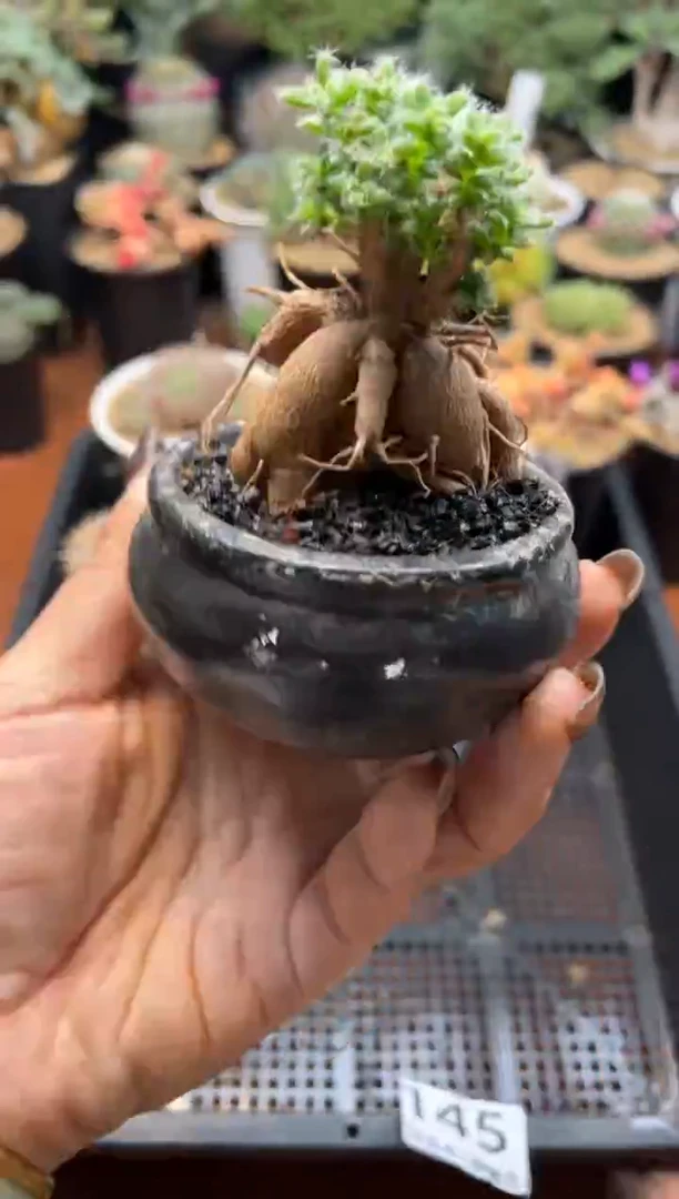 爱**可萌可专拍姬红小松带盆