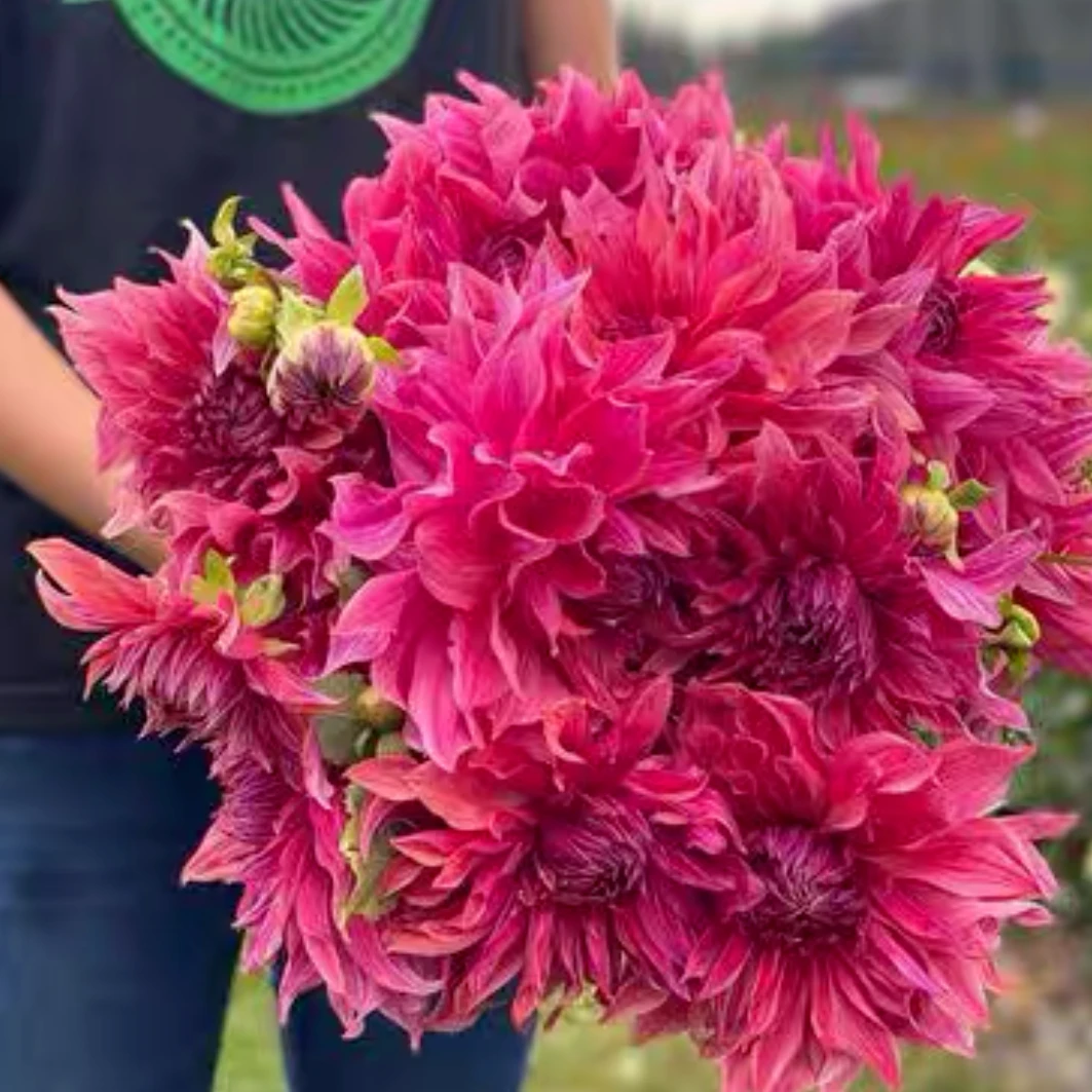 直播大丽花 多年生球根花卉 室内庭院阳台年年开花 大丽花种球