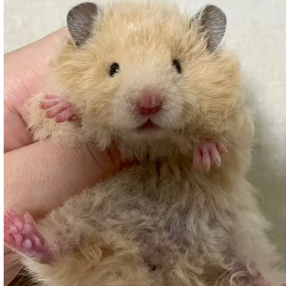 卷毛金丝熊小宠家养可爱健康藤盒运输