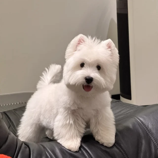 西高地活体专属链接 软毛西高地西高地白梗狗幼犬