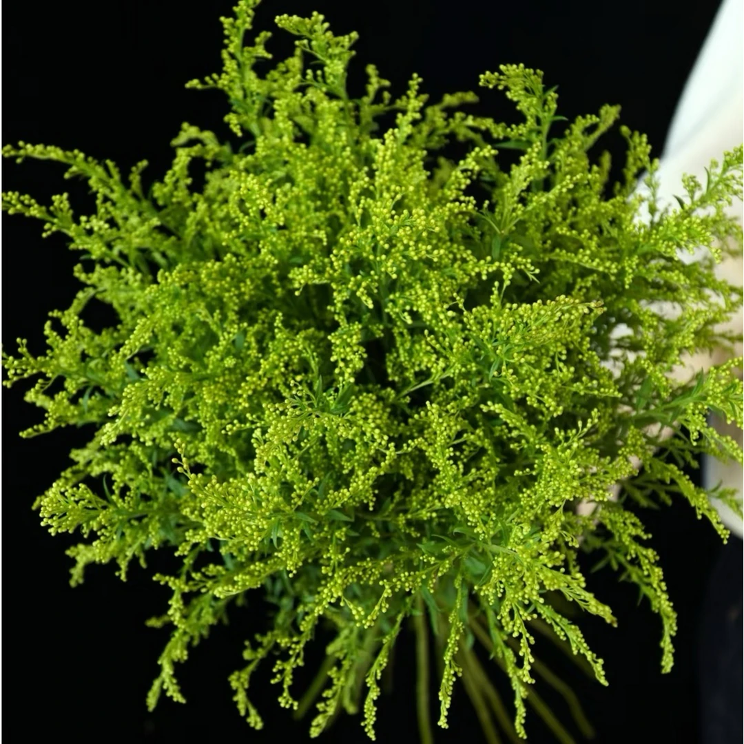 【花予专属】1扎 黄莺草   云南鲜切花