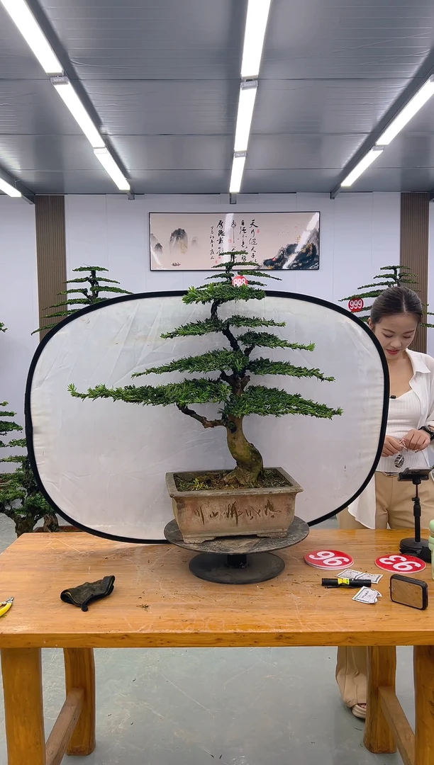 无花朵00000000000