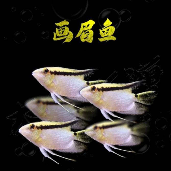 小型热带精品观赏鱼 画眉鲷  好养易活