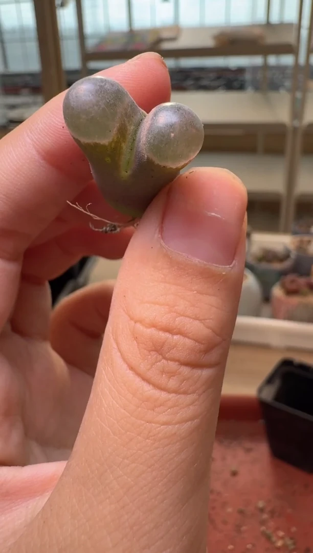 13-467多肉植物肉锥