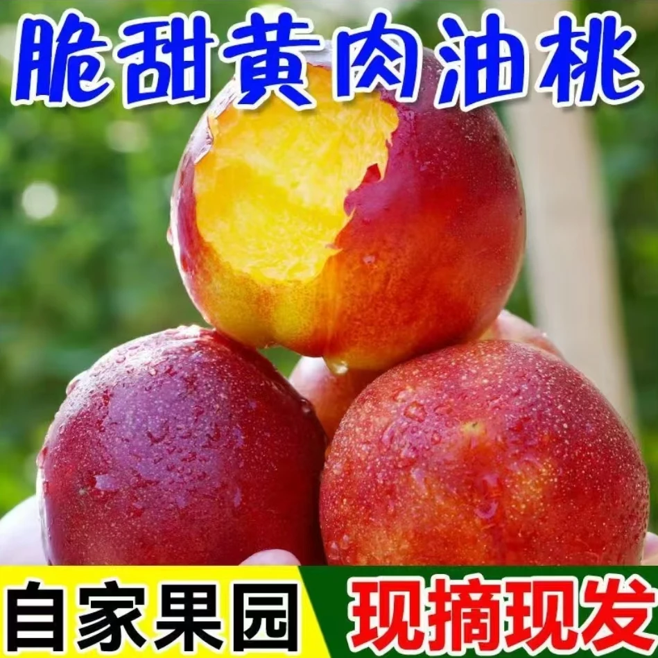 【新疆包邮】净重 头茬砀山黄肉红油桃水果香甜多汁