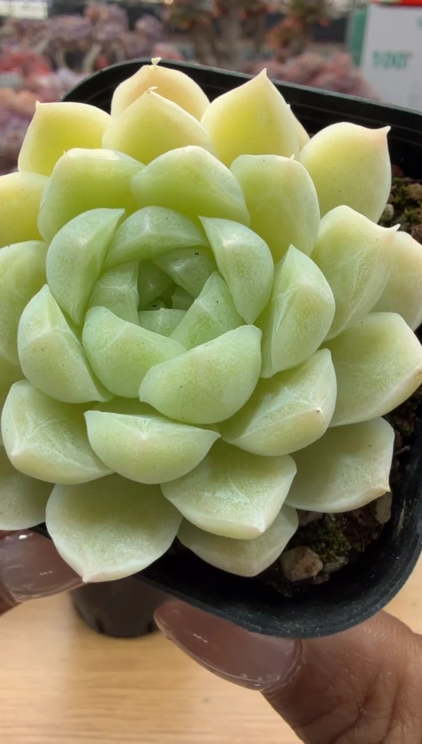 东云多肉园二店-194