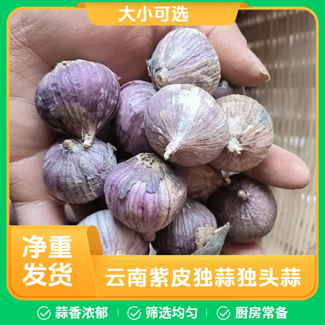 正宗云南紫皮独蒜独头蒜香浓郁食用干蒜子净重发货干蒜头半斤包邮