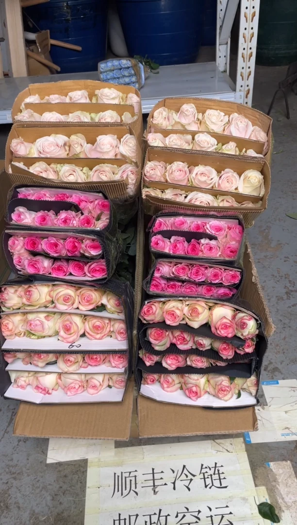 艾沙20枝+洛神20枝+粉红20枝