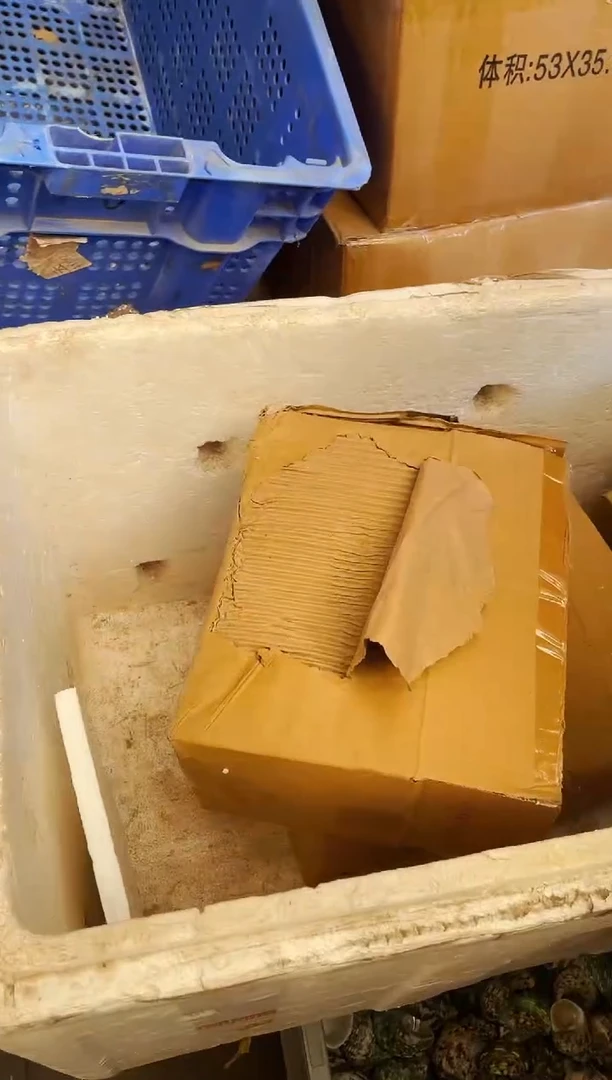 寄居蟹椰子树中号盒损