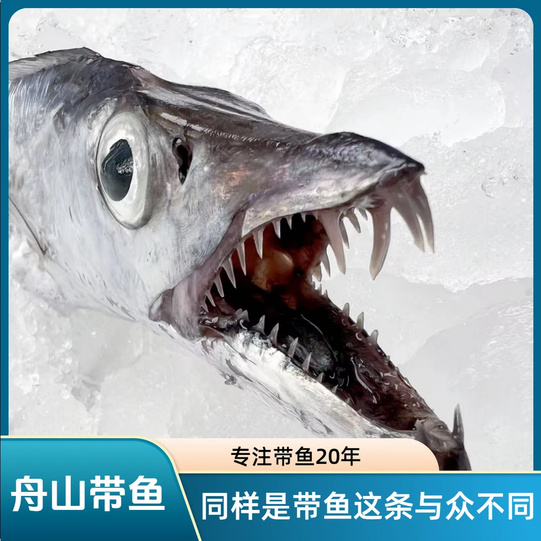【东海带鱼】钓带5-6两/条 舟山渔场东海新鲜小眼睛带鱼顺丰