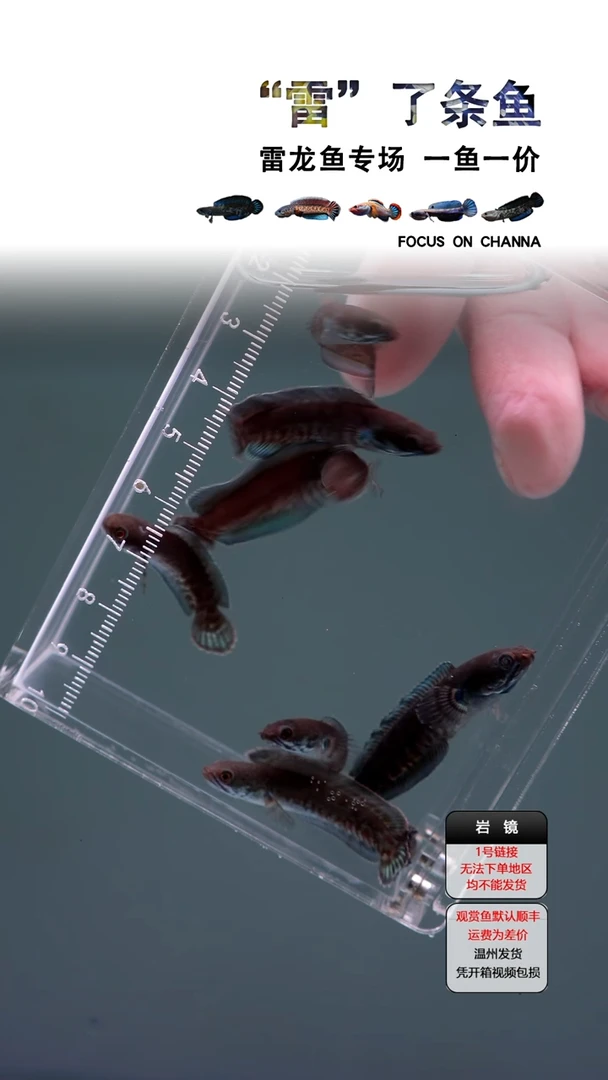 雷龙奶茶雷龙4-5cm全品一条