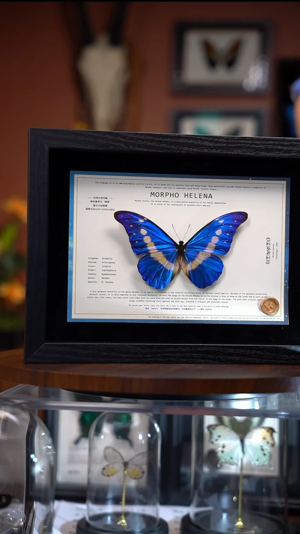 Q88    光明女神     一图一物    拍下不退不换