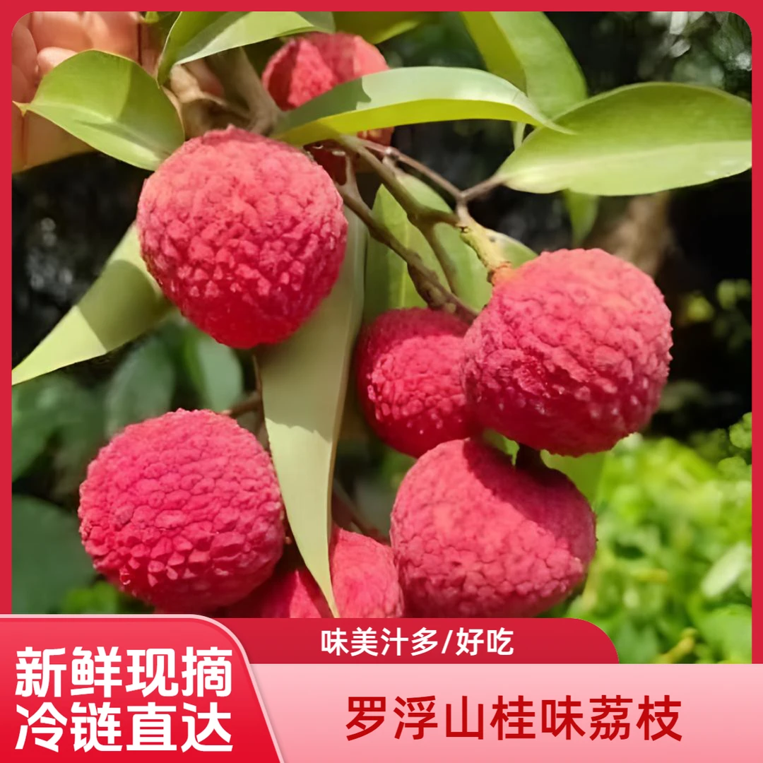 ⌈远洋专属™Y⌉广东桂味荔枝新鲜当季水果惠州罗浮山杨贵妃游览产地