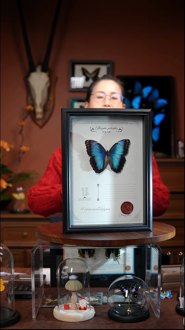 N671蓓蕾闪蝶竞拍