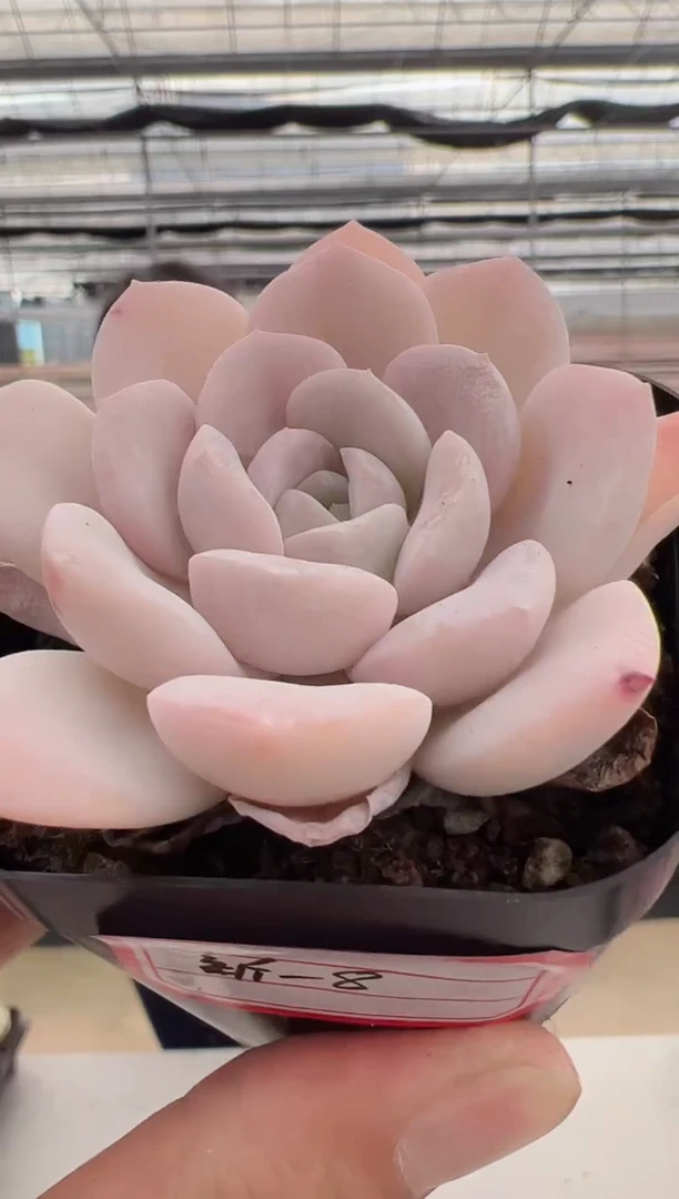 【闪购商品】东云新-8