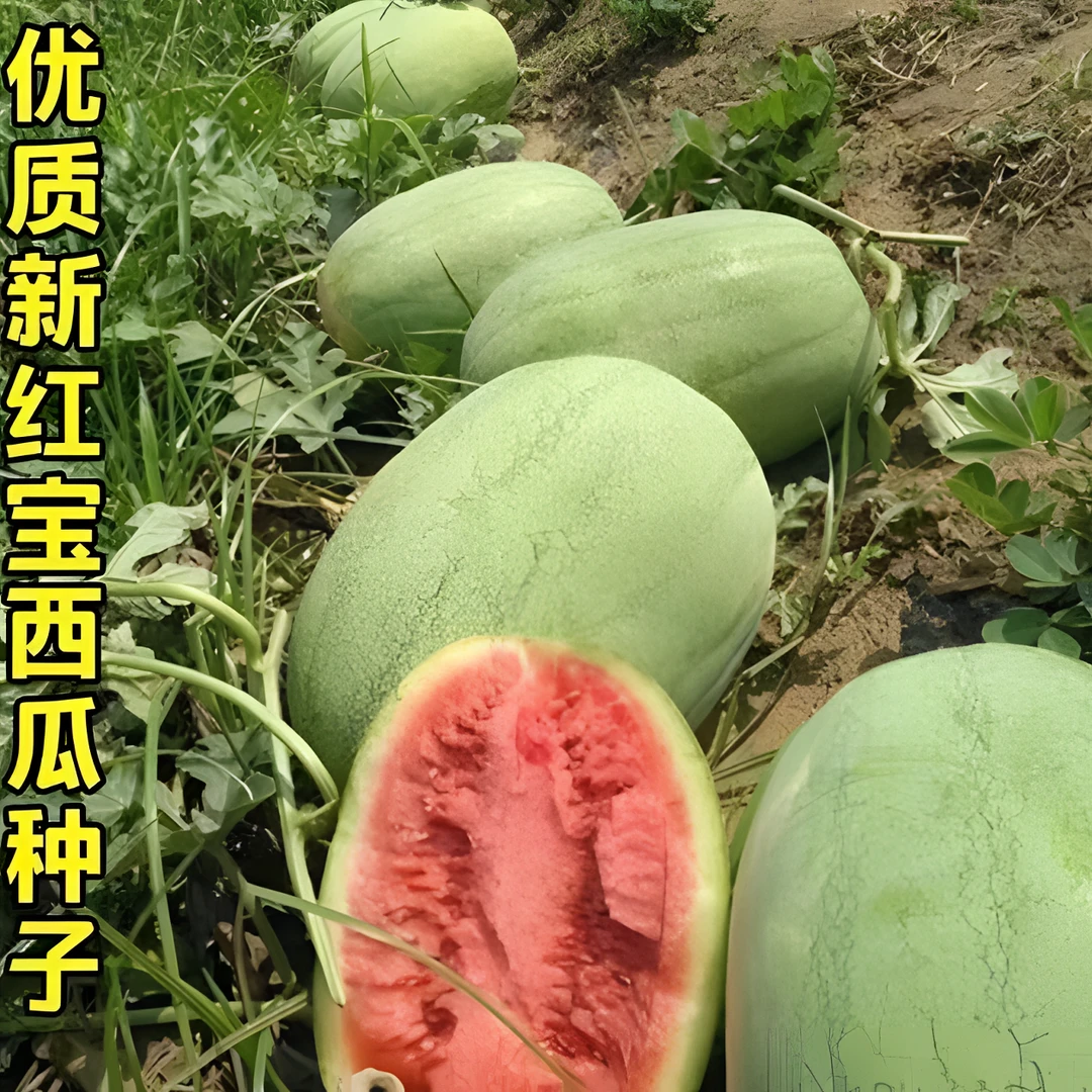 特大新红宝西瓜种子懒人西瓜春夏播种新红宝