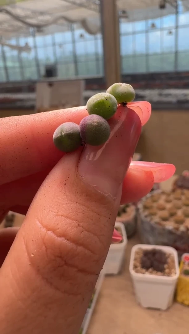 19-53多肉植物肉锥空蝉一颗