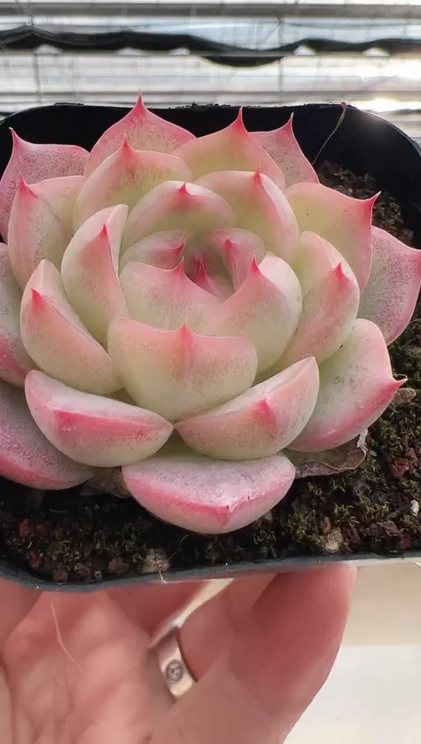 【闪购商品】新款多肉-65