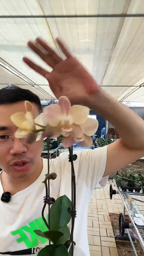 完全开放白月光1棵