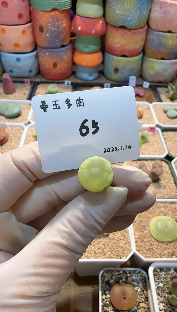 【闪购商品】25.1.14-65