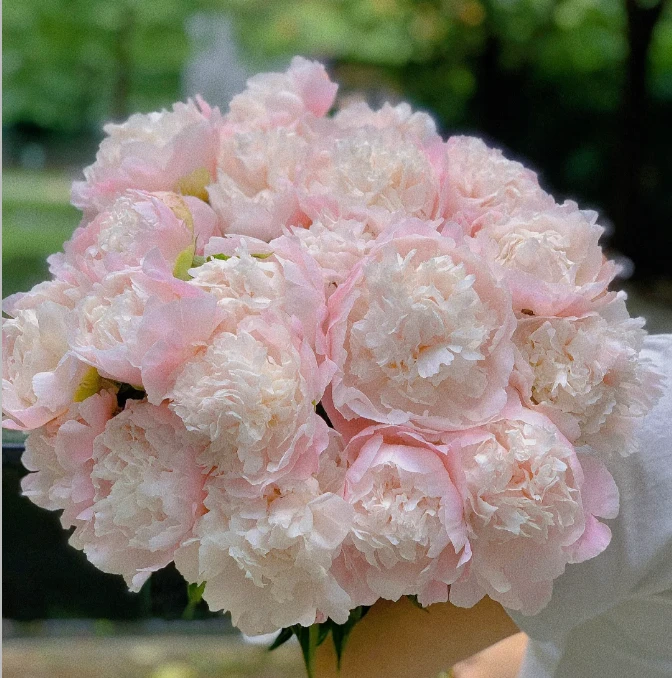 【藩篱匠人/雪山紫玉】山东重瓣大芍药 办公家用装饰水养鲜切花