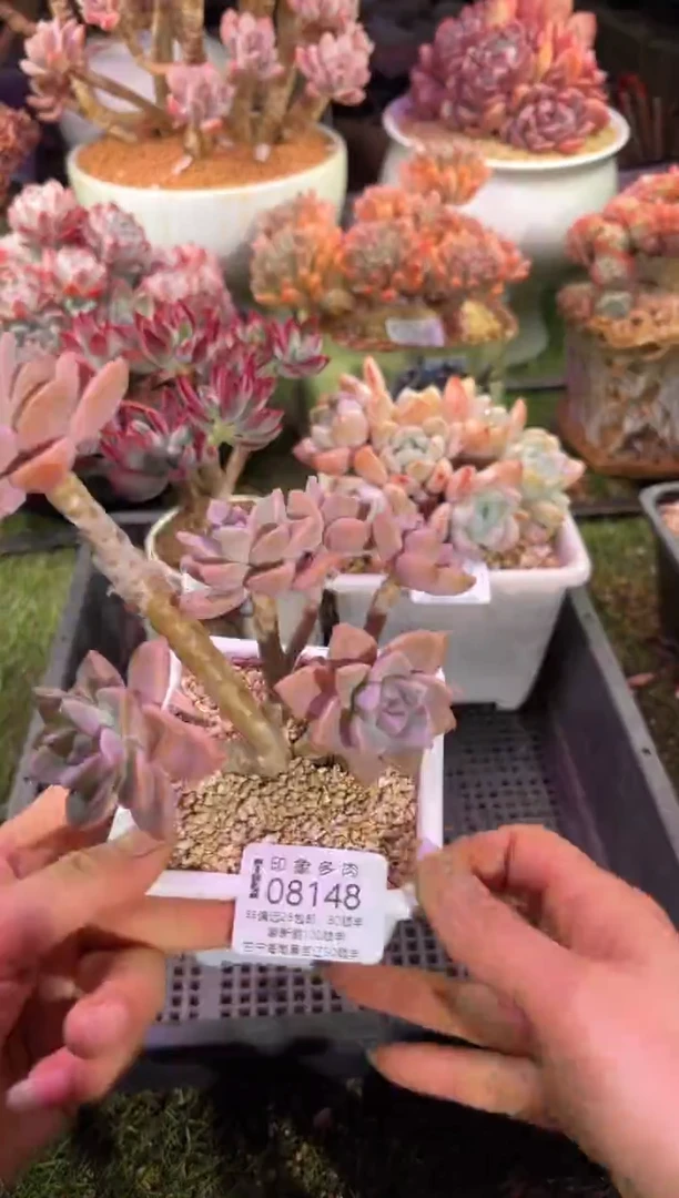 【闪购商品】08148