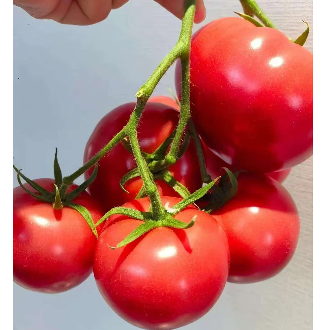 陕西泾阳普罗旺斯水果西红柿  番茄 洋柿子
