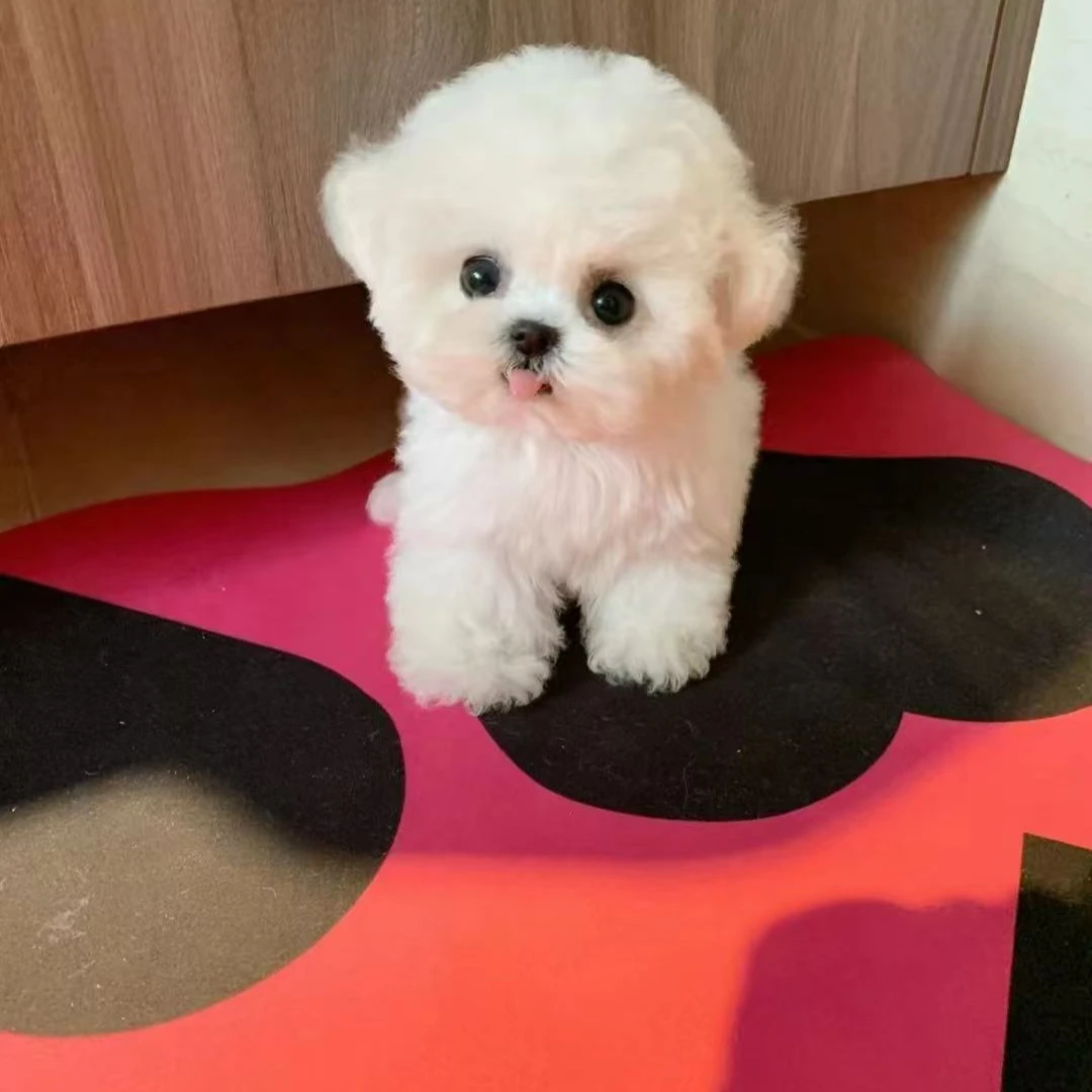 【天喜犬舍】活体幼犬专属链接