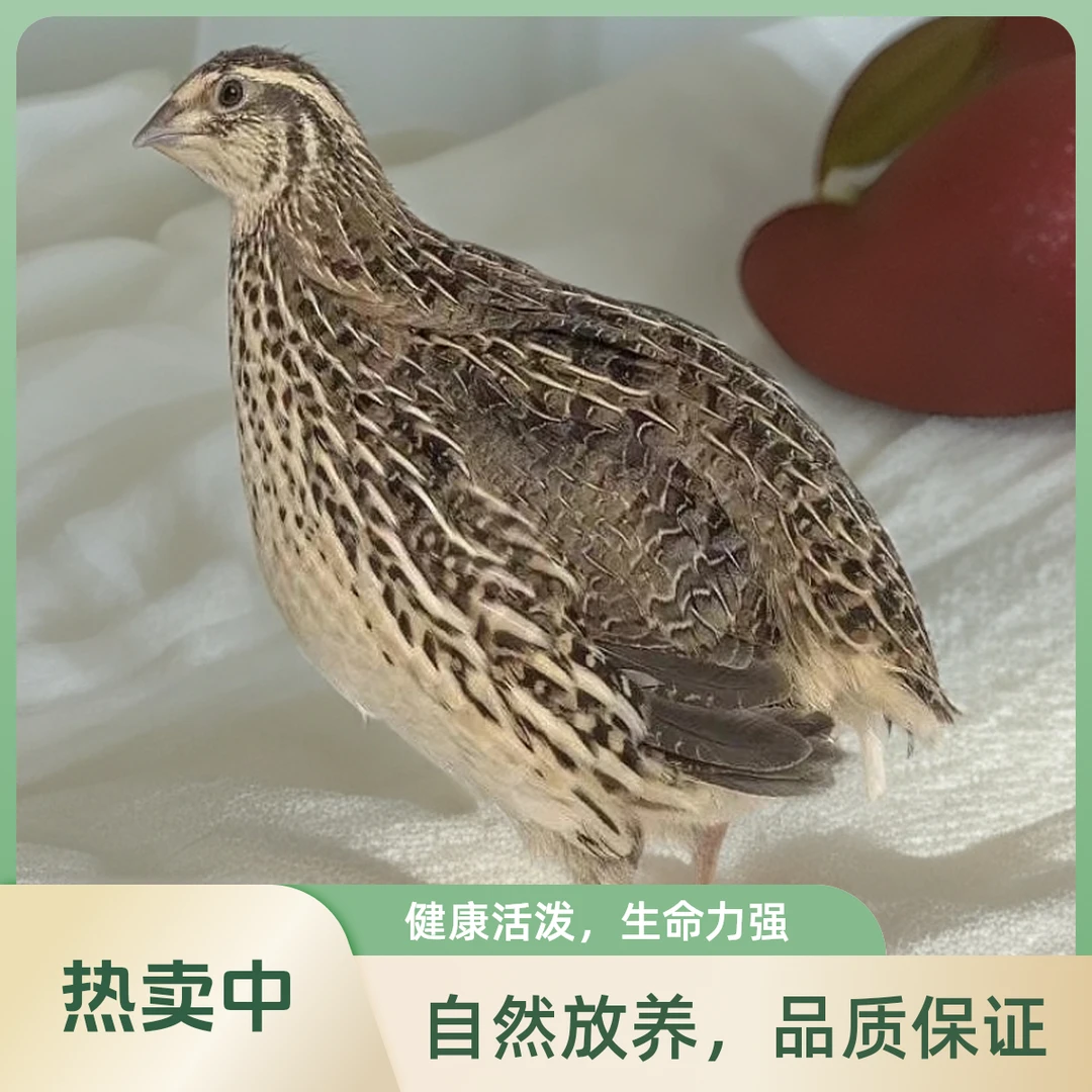 【商品青年鹌鹑】鹌鹑宠物鸟鹌鹑包邮白条包邮包活到家鹌鹑鹌鹑活苗