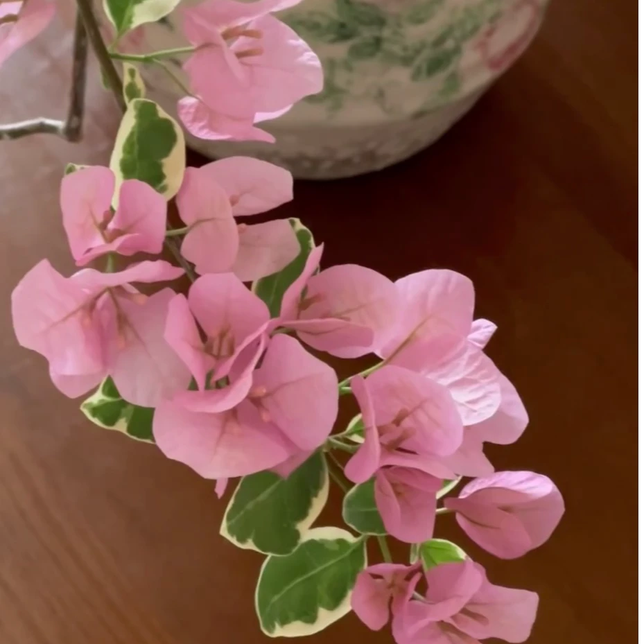 小斑叶丽人袋苗 三角梅品种牙签苗【不售后】