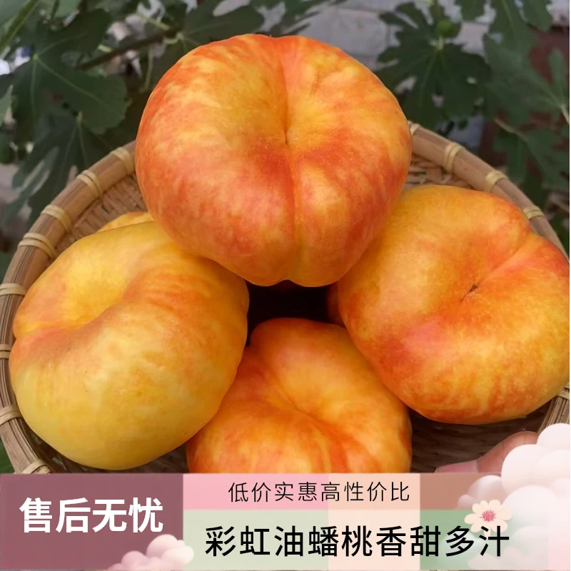山东蒙阴彩虹油蟠桃香甜多汁新鲜夏日应季水果
