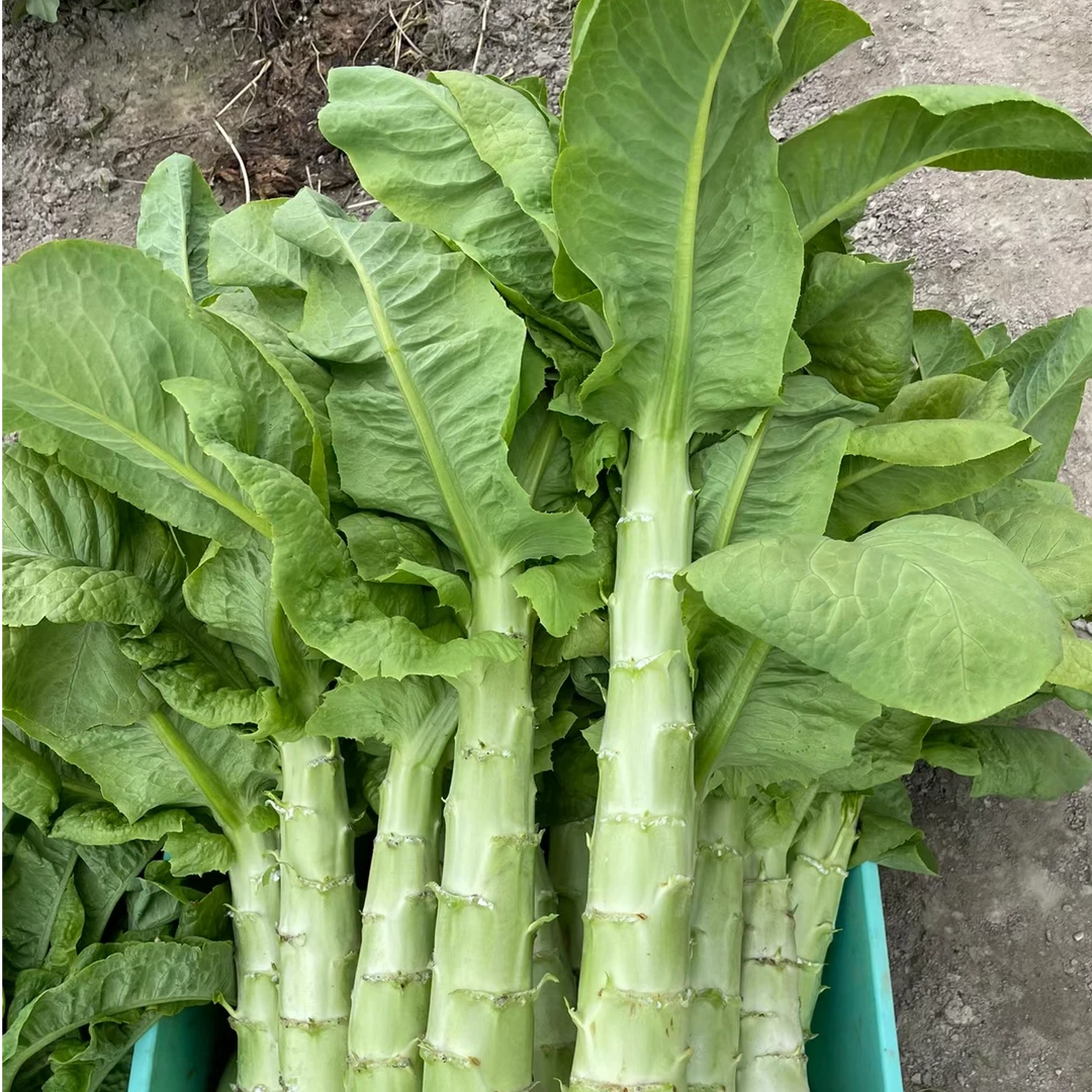 四川新鲜青莴笋农家自种莴苣应季蔬菜现摘现发坏包赔水果