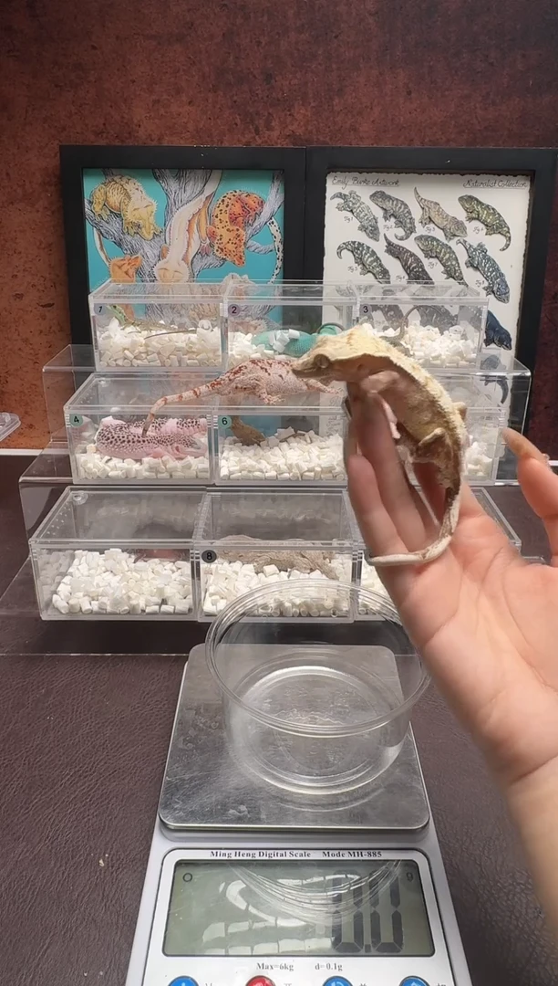 睫角守宫鳞与尾 Scale Tail 爬宠