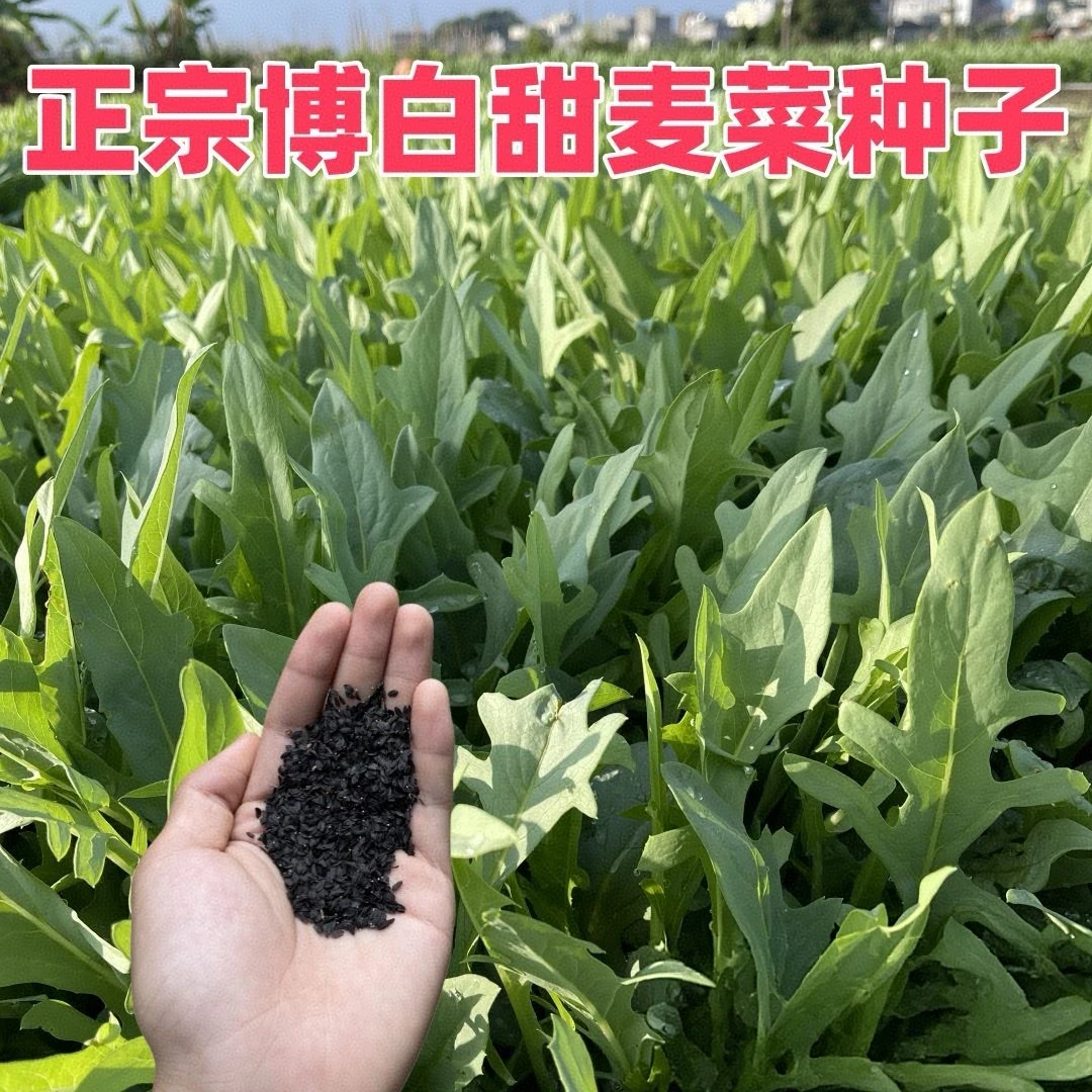【花芽甜麦菜种子】甜脆花芽甜麦菜种子种植简单脆嫩好吃lz