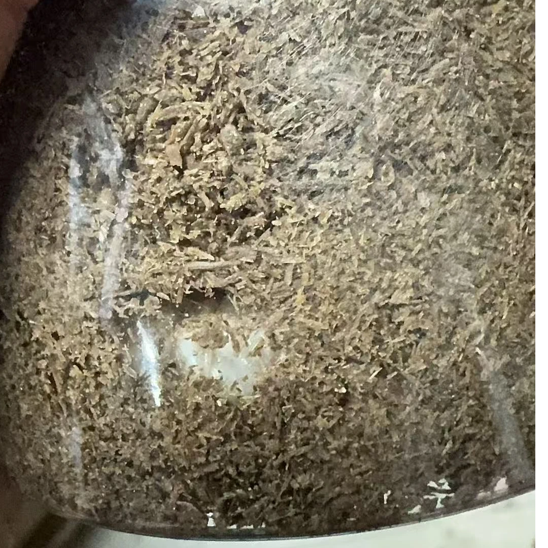 （5个）RTN本家光红X光红 彩虹锹甲无忧罐（活体甲虫幼虫）