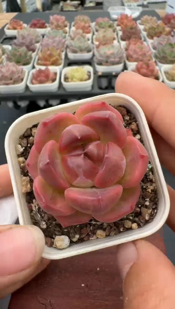 440带盆土发 当场拍3颗以上包柚 多肉植物 一物一拍