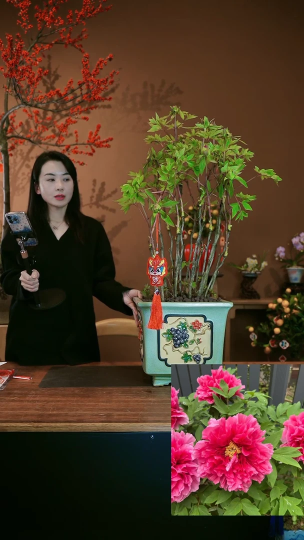 【闪购商品】盆景洛阳牡丹