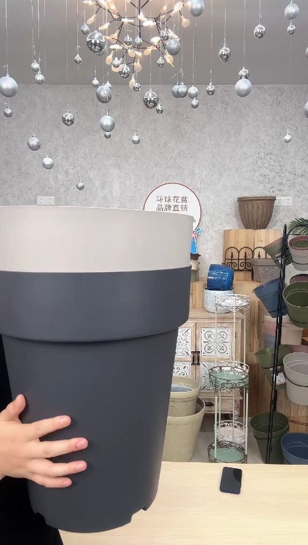 霍伦高月季一只水泥灰