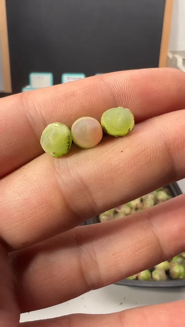 【闪购商品】量拍拉登3颗一组尺寸0.7上下