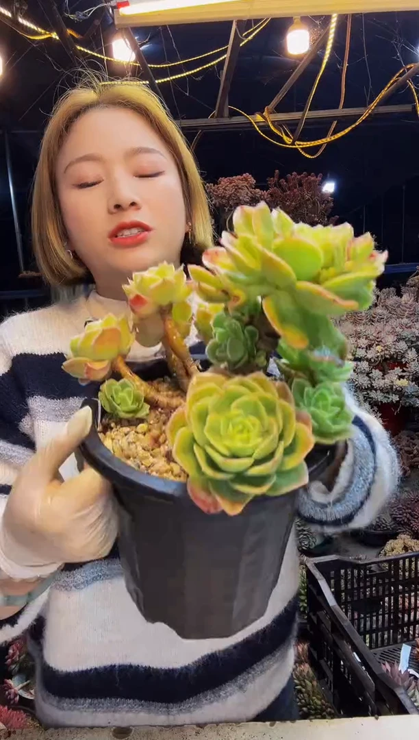 商****坊8号一物一拍脱土包邮