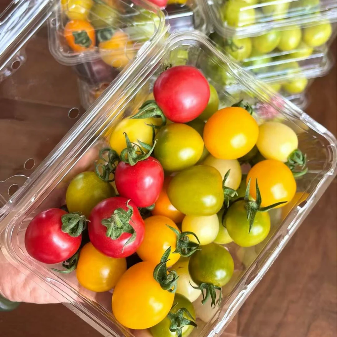 【老王自营】彩虹小糖豆  自有基地无土栽培  2/4盒