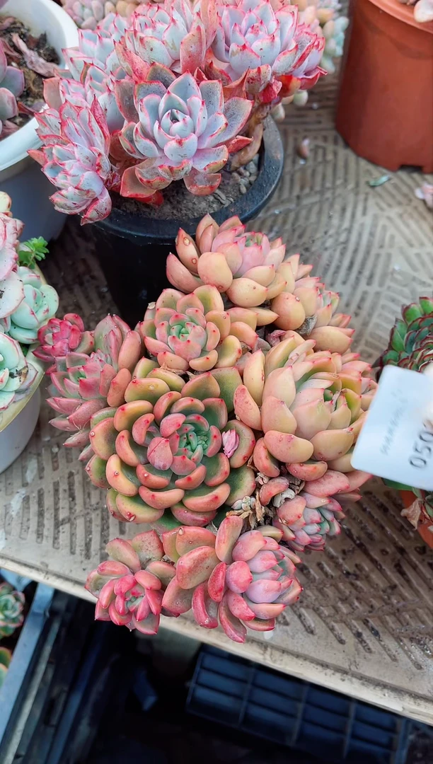 【闪购商品】05089