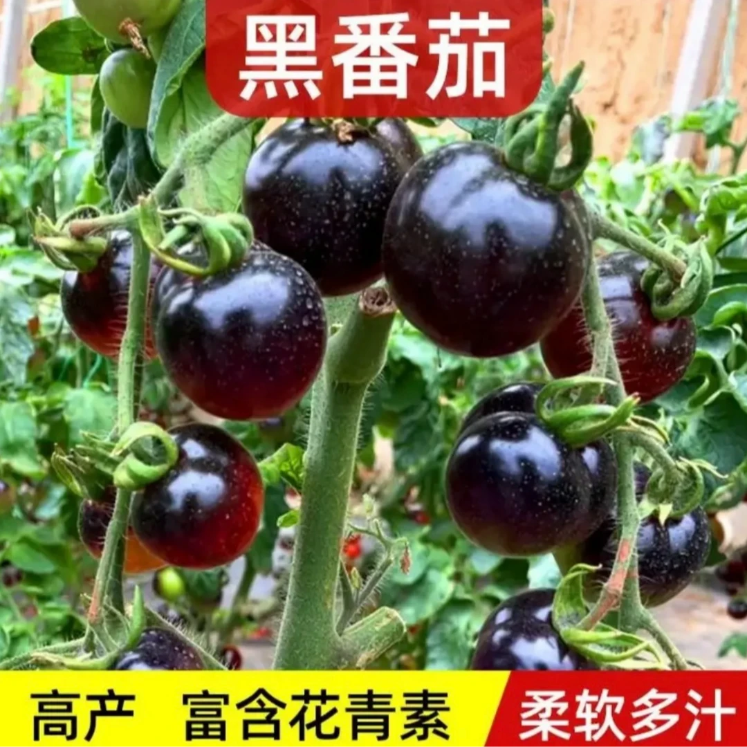 【山东寿光】育苗基地直发黑番茄苗及各种番茄苗种植简单口感好吃