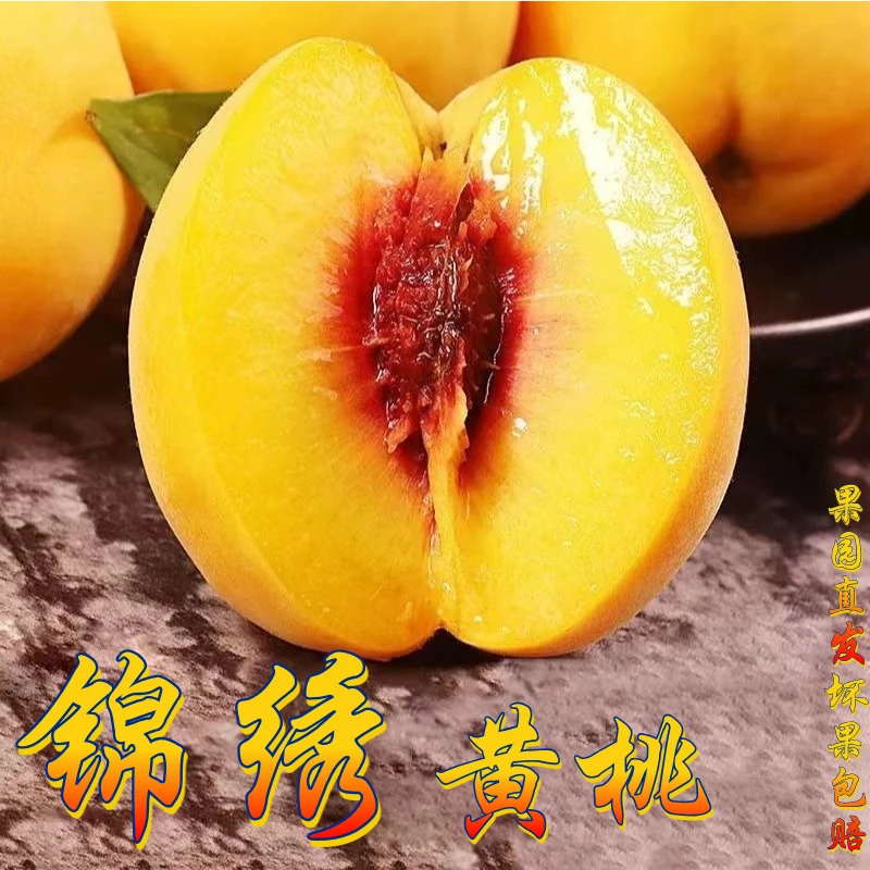 小耘乡T蒙阴锦绣黄桃现摘现发香甜多汁蜜香味浓郁新鲜水果