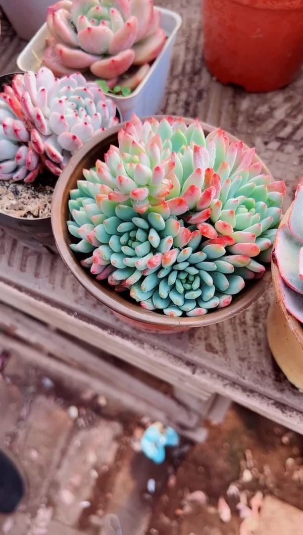 傻**，多肉植物一物一拍28048