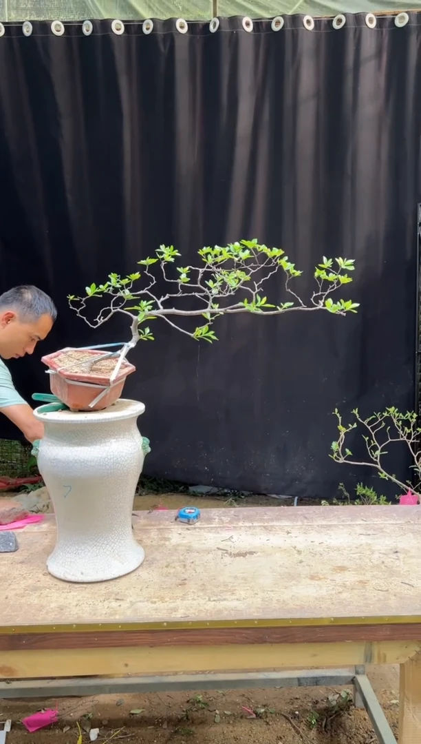 当前无花朵，栽培后可花朵山**福 海岛栀子花