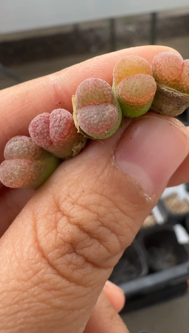 美丽的肉石头25-31）-223杨梅一颗