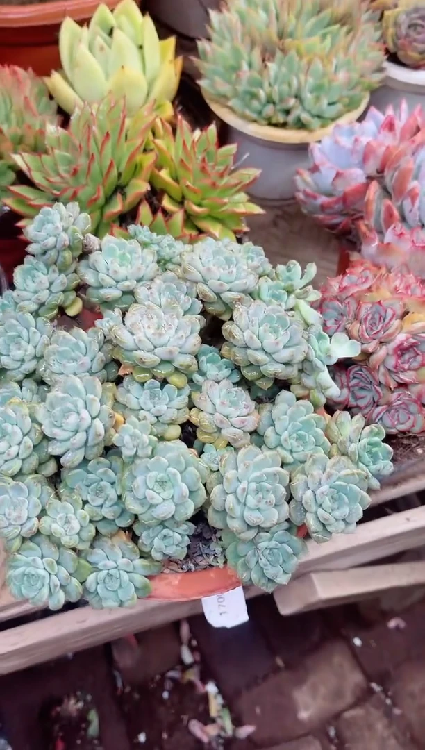 大**子18039多肉植物一物一拍