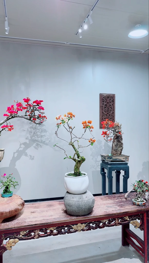 【闪购商品】盆景凤凰三角梅
