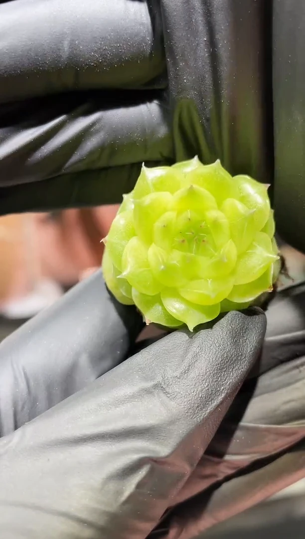 闪购509 白银祭司多肉一颗 3.5厘米